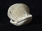 Paraspirifer bownockeri (STEWART 1927) - Bild © FossNet FossilienStore
